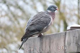 Image result for Columba palumbus