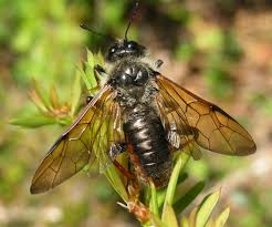 Attēlu rezultāti vaicājumam “Trichiosoma”