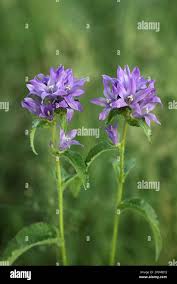 Image result for Campanula lingulata