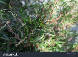 Attēlu rezultāti vaicājumam “Fagus sylvatica fo. laciniata”