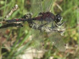 Attēlu rezultāti vaicājumam “Leucorrhinia rubicunda male”