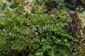 Attēlu rezultāti vaicājumam “Lophozia ventricosa”