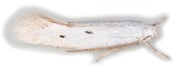 Attēlu rezultāti vaicājumam “Elachistidae”