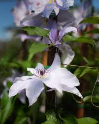 Attēlu rezultāti vaicājumam “Clematis fruit”