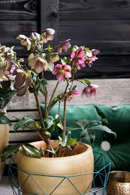 Attēlu rezultāti vaicājumam “Helleborus niger flower”