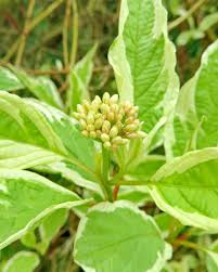 Attēlu rezultāti vaicājumam “Cornus alba”