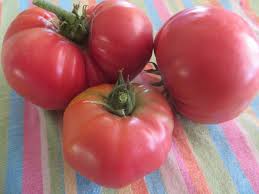 Afbeeldingsresultaat voor mortgage lifter bicolor strain tomato