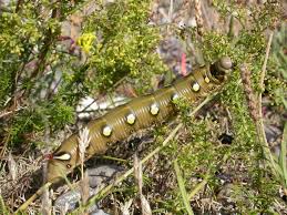 Attēlu rezultāti vaicājumam “Hyles gallii larva”