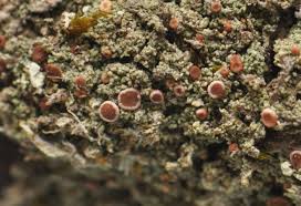 Attēlu rezultāti vaicājumam “Bacidia rubella”