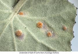 Attēlu rezultāti vaicājumam “Puccinia poarum”