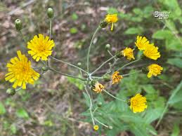 Attēlu rezultāti vaicājumam “Hieracium laevigatum”
