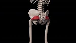 Attēlu rezultāti vaicājumam “Cribraria piriformis young”