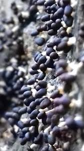 Attēlu rezultāti vaicājumam “myxomicetes”