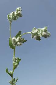 Attēlu rezultāti vaicājumam “Filago arvensis”