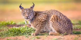 Afbeeldingsresultaat voor lynx