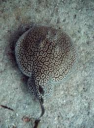 Image result for Tetronarce nobiliana