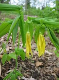 Attēlu rezultāti vaicājumam “Uvularia grandiflora”
