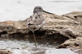 Attēlu rezultāti vaicājumam “Tringa stagnatilis adult”