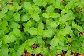 Attēlu rezultāti vaicājumam “Mentha spicata leaf”