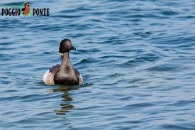 Attēlu rezultāti vaicājumam “Branta bernicla adult”