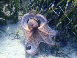 Image result for Octopus vulgaris