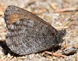 Attēlu rezultāti vaicājumam “Oeneis jutta underside”