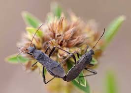 Image result for insect poop