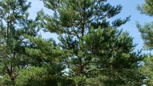 Attēlu rezultāti vaicājumam “Pinus sylvestris”