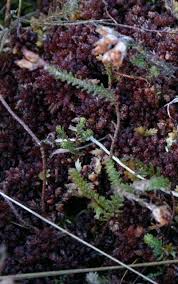 Attēlu rezultāti vaicājumam “Sphagnum magellanicum”