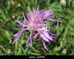 Attēlu rezultāti vaicājumam “Centaurea jacea leaf”