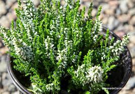 Attēlu rezultāti vaicājumam “Calluna vulgaris bud”