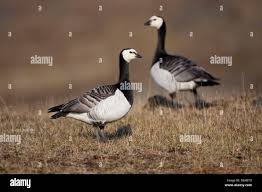 Attēlu rezultāti vaicājumam “Branta leucopsis adult”