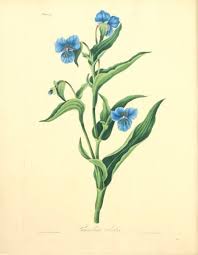 Attēlu rezultāti vaicājumam “Commelina coelestis”