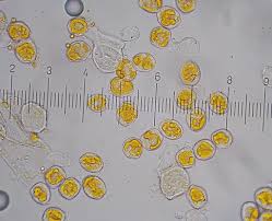 Attēlu rezultāti vaicājumam “Puccinia poarum”