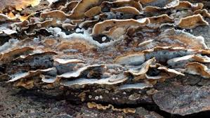 Attēlu rezultāti vaicājumam “Bjerkandera adusta”