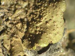 Attēlu rezultāti vaicājumam “Melanohalea exasperata”