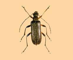 Attēlu rezultāti vaicājumam “Cortodera femorata”