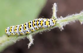 Attēlu rezultāti vaicājumam “Cucullia verbasci larva”