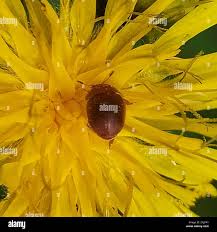 Attēlu rezultāti vaicājumam “Cychramus luteus”