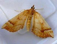 Attēlu rezultāti vaicājumam “Eulithis mellinata”