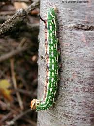 Attēlu rezultāti vaicājumam “Sphinx pinastri”