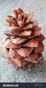 Attēlu rezultāti vaicājumam “Pinus ponderosa fruit”