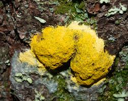 Image result for Fuligo septica