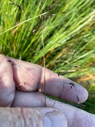Attēlu rezultāti vaicājumam “Neckera crispa sporophyte”
