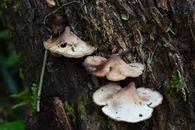 Attēlu rezultāti vaicājumam “Physarum auriscalpium sessile”