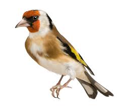 Attēlu rezultāti vaicājumam “Carduelis carduelis”