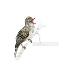 Image result for Acrocephalus arundinaceus