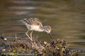 Attēlu rezultāti vaicājumam “Lycogala asperum young”