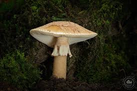 Attēlu rezultāti vaicājumam “Amanita rubescens”
