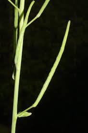 Attēlu rezultāti vaicājumam “Brassica napus fruit”